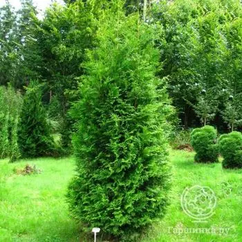 Туя западная Брабант.