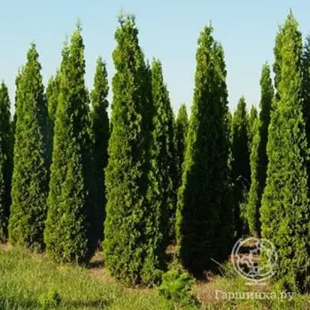 Туя западная Дегрут Спайр