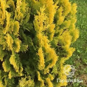 Туя западная Еллоу Риббон