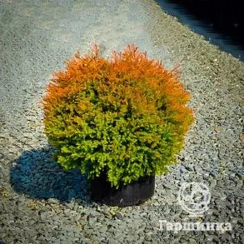 Туя западная Фаир Чиф шаровидная
