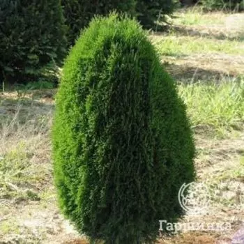 Туя западная Грин Эгг