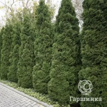 Туя западная Холмструп