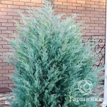 Туя западная МунГлоу