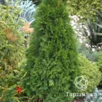 Туя западная Петит Смарагд
