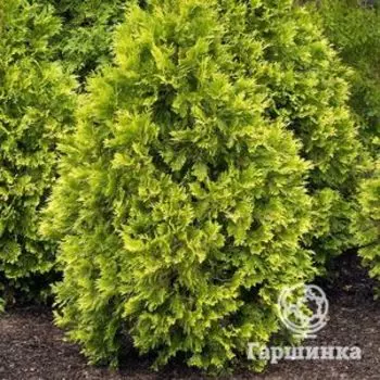 Туя западная Санкист