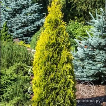 Туя западная Янтарь