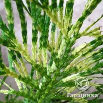 Туя Зебрина складчатая