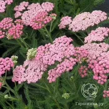 Тысячелистник Пинк Леди