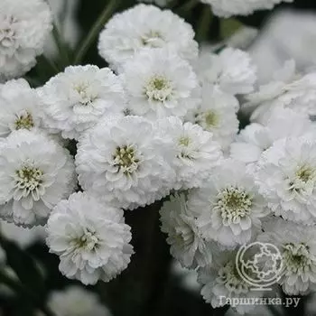 Тысячелистник Плена (Мультиплекс)