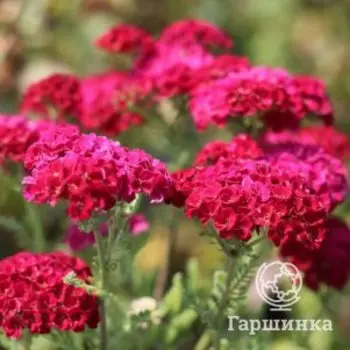 Тысячелистник Тутти Фрутти Помгранат обыкновенный