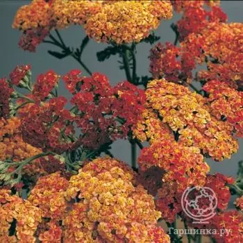 Тысячелистник Вальтер Функе