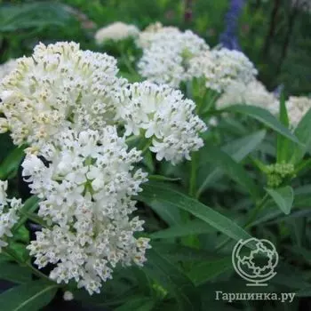 Ваточник инкарната Айсберг