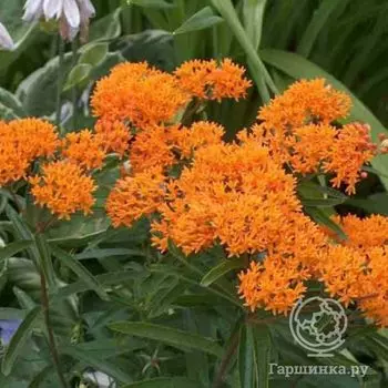 Ваточник клубненосный