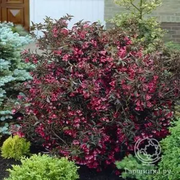 Вейгела Фоллис Пурпуреус