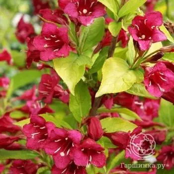 Вейгела Олимпиада