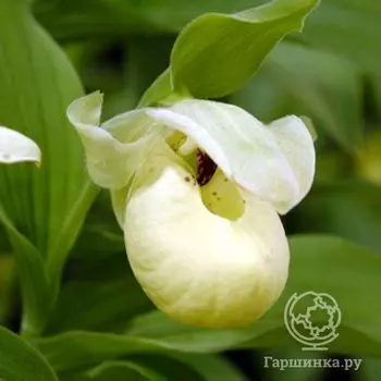 Венерин башмачок Флавум