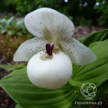 Венерин башмачок Флавум Альба