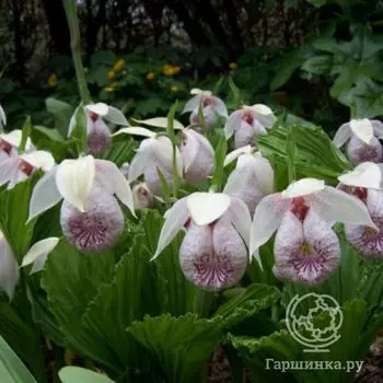 Венерин башмачок Формозский