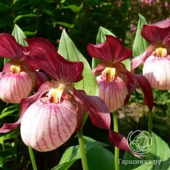 Венерин башмачок Гизела