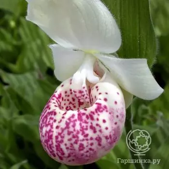 Венерин башмачок Ирен