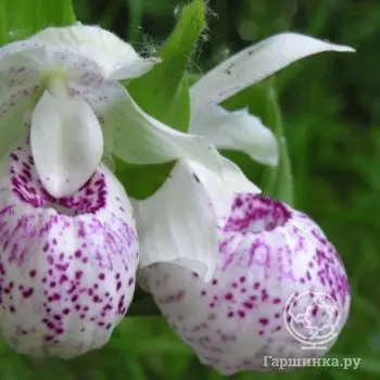 Венерин башмачок Ирен