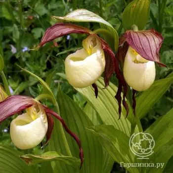 Венерин башмачок Кентуккийский