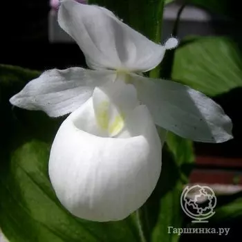 Венерин башмачок Королевы Альба