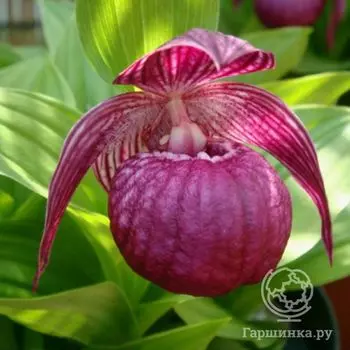 Венерин башмачок Крупноцветковый