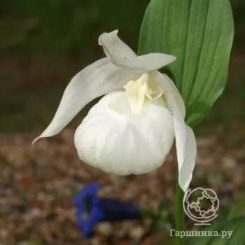Венерин башмачок крупноцветковый Альба