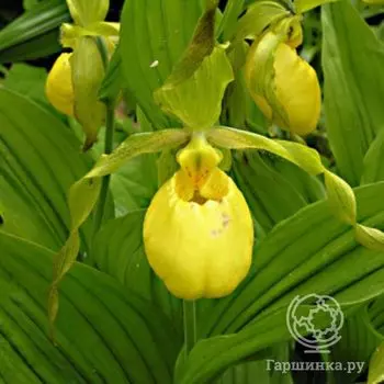 Венерин башмачок мелкооцветковый