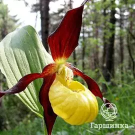 Венерин башмачок настоящий