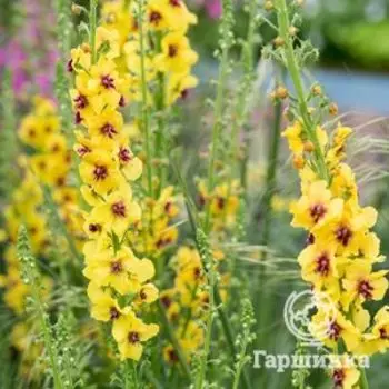 Вербаскум (коровяк) Костволд Квин