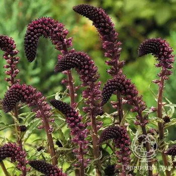 Вербейник Божоле