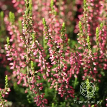 Вереск Катия