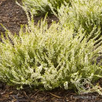 Вереск Сенди