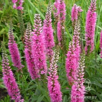 Вероника длиннолистная Роял Пинк