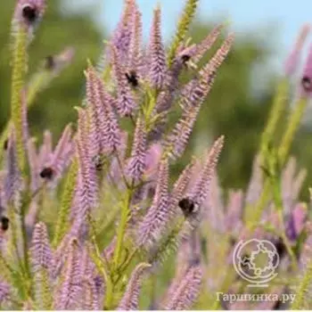 Вероникаструм Темптейшон