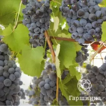 Виноград Денисовский