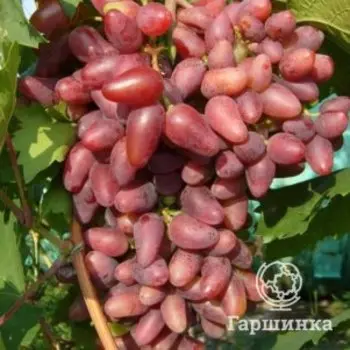 Виноград Дубовский розовый столовый