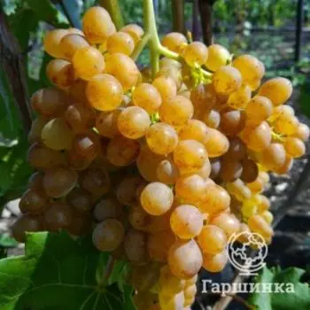 Виноград Кишмиш 342