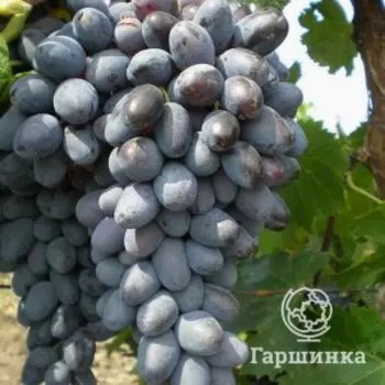 Виноград Кишмиш Брависсимо