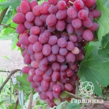 Виноград Кишмиш Велес