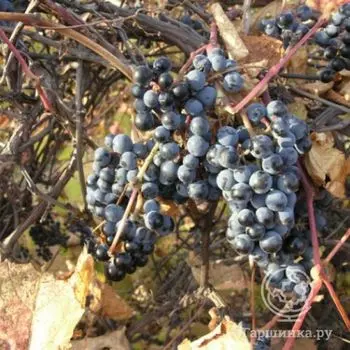 Виноград Первенец Амура неукрывной