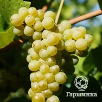 Виноград Пино Блан