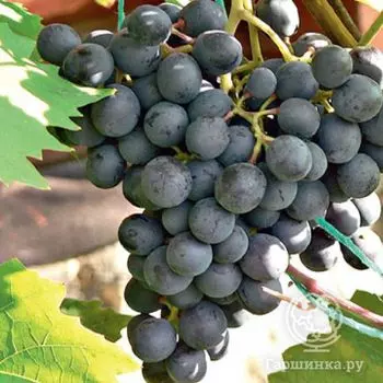 Виноград плодовый Агат донской