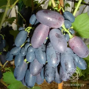 Виноград Кодрянка сладкий ранний