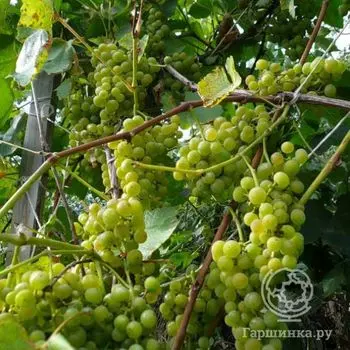 Виноград Московский устойчивый плодовый