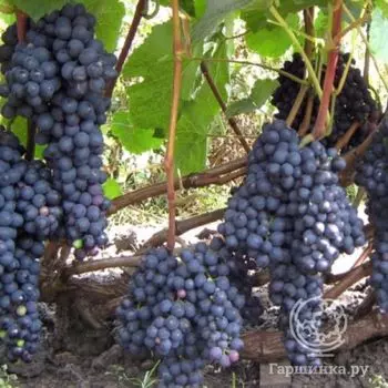 Виноград плодовый Память Домбковской