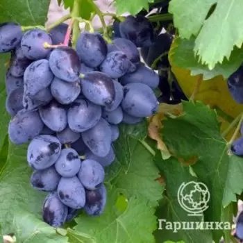 Виноград Ромбик столовый