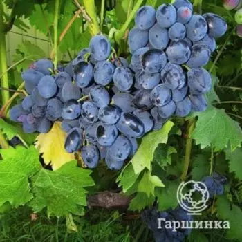 Виноград Руслан столовый